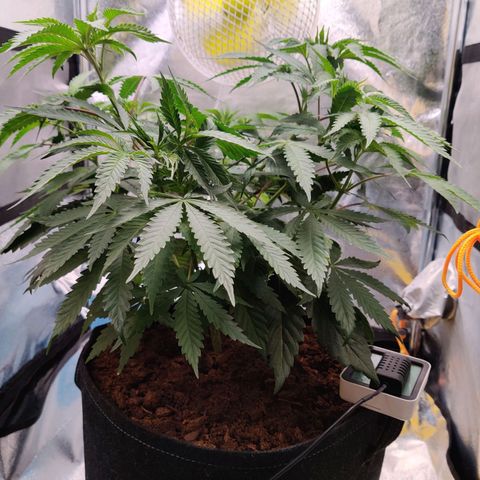 Pineapple kush  growlog timeline photo