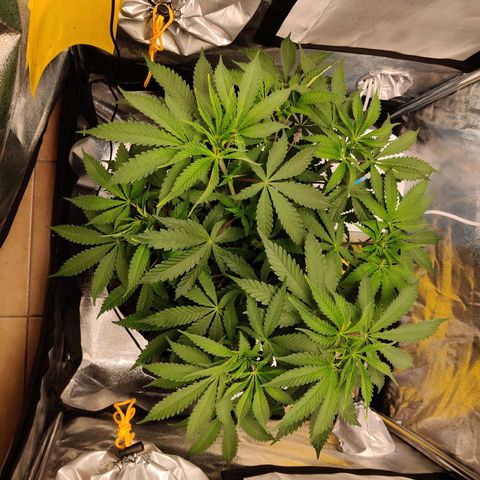 Pineapple kush  growlog timeline photo