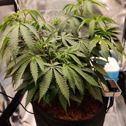 Pineapple kush  growlog timeline photo