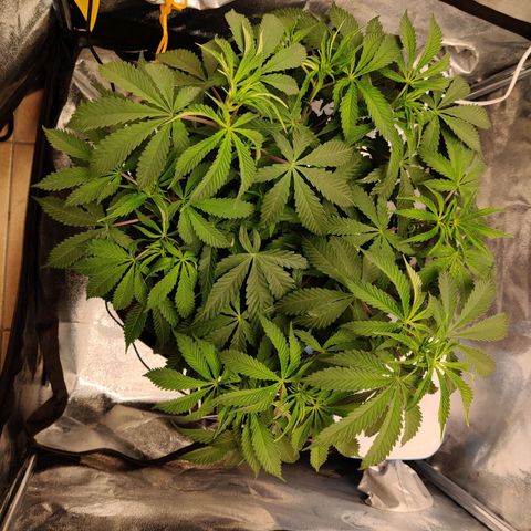 Pineapple kush  growlog timeline photo
