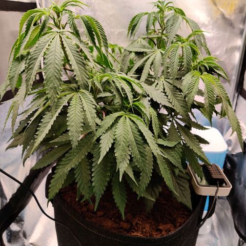 Pineapple kush  growlog timeline photo