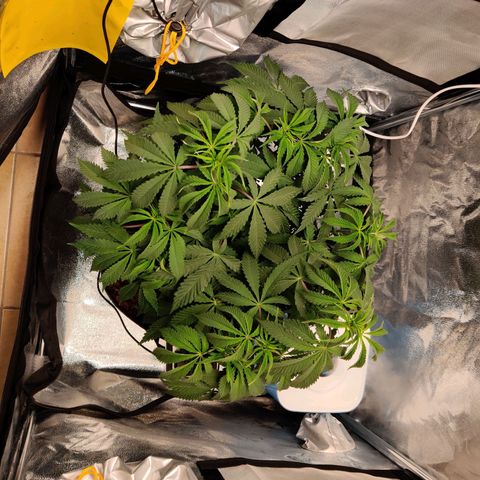 Pineapple kush  growlog timeline photo
