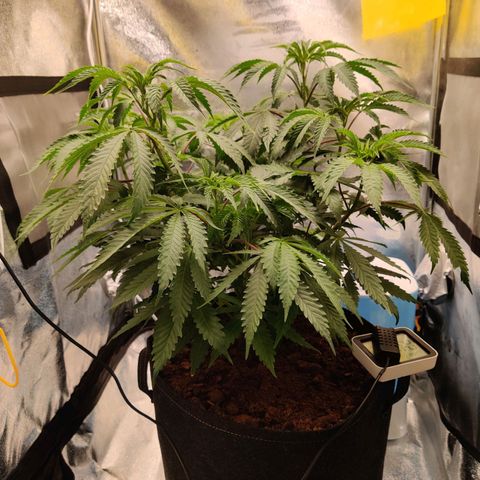 Pineapple kush  growlog timeline photo