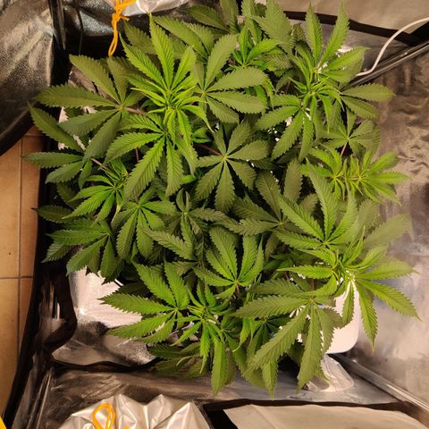 Pineapple kush  growlog timeline photo