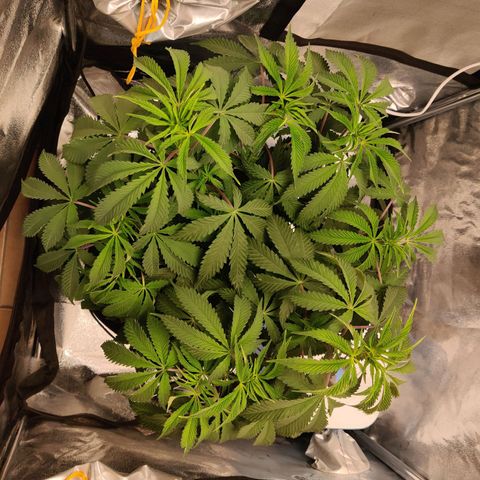 Pineapple kush  growlog timeline photo