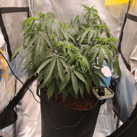 Pineapple kush  growlog timeline photo