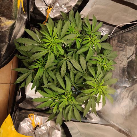 Pineapple kush  growlog timeline photo
