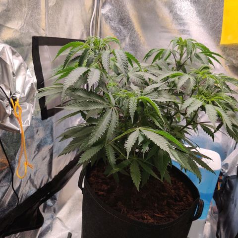 Pineapple kush  growlog timeline photo