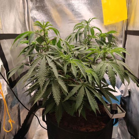 Pineapple kush  growlog timeline photo