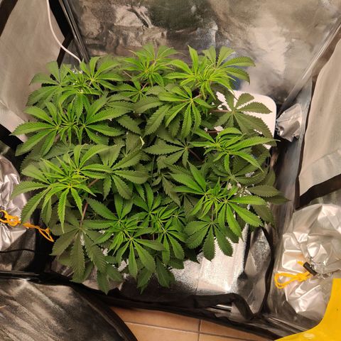 Pineapple kush  growlog timeline photo