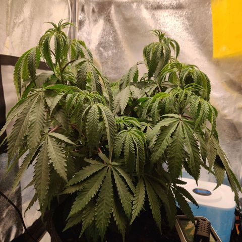 Pineapple kush  growlog timeline photo