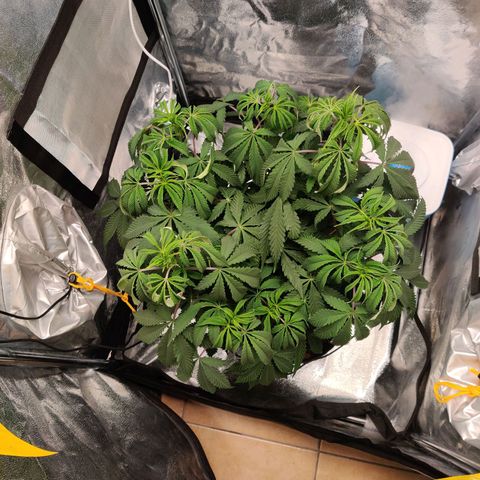 Pineapple kush  growlog timeline photo