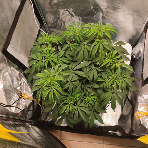 Pineapple kush  growlog timeline photo
