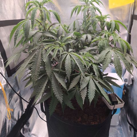 Pineapple kush  growlog timeline photo