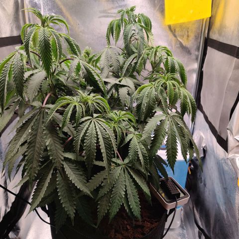 Pineapple kush  growlog timeline photo