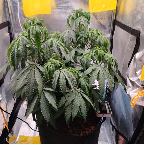Pineapple kush  growlog timeline photo