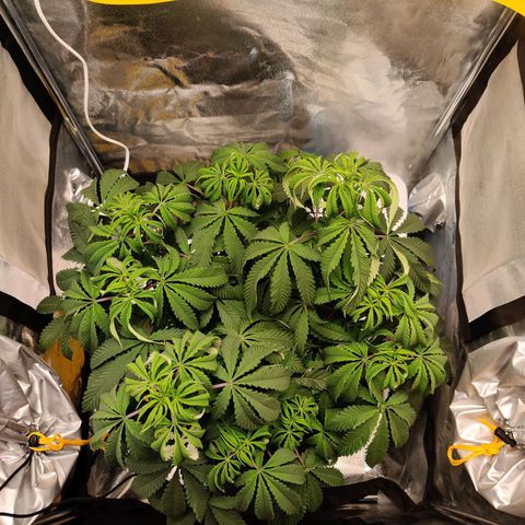 Pineapple kush  growlog timeline photo
