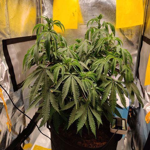 Pineapple kush  growlog timeline photo