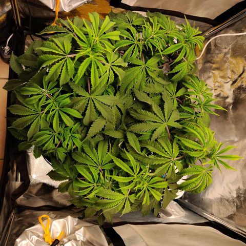 Pineapple kush  growlog timeline photo