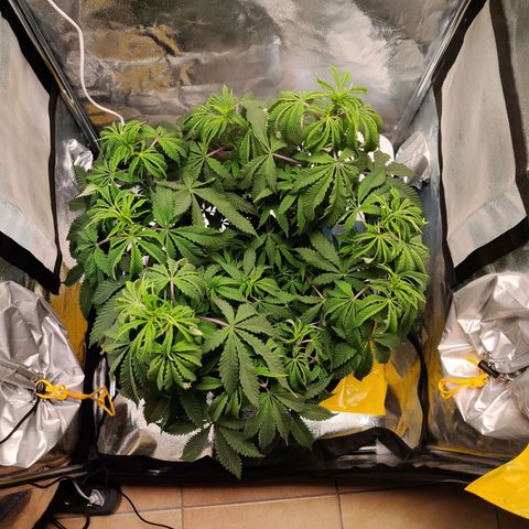 Pineapple kush  growlog timeline photo