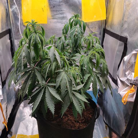 Pineapple kush  growlog timeline photo
