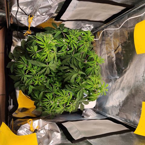 Pineapple kush  growlog timeline photo