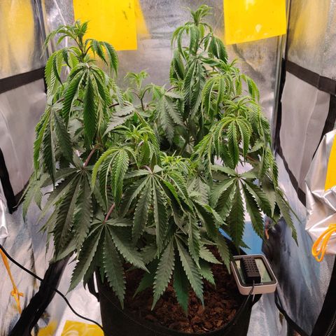 Pineapple kush  growlog timeline photo