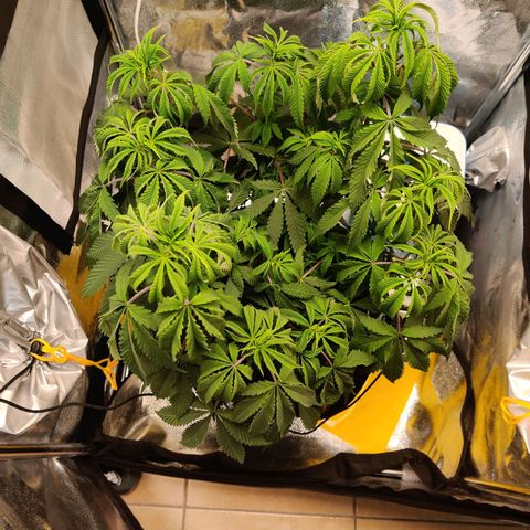 Pineapple kush  growlog timeline photo