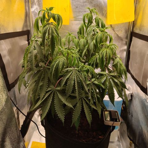 Pineapple kush  growlog timeline photo