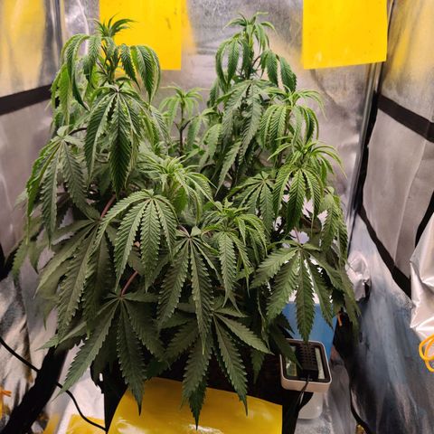 Pineapple kush  growlog timeline photo