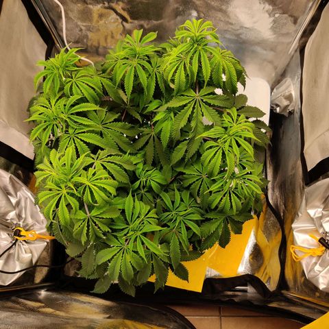 Pineapple kush  growlog timeline photo