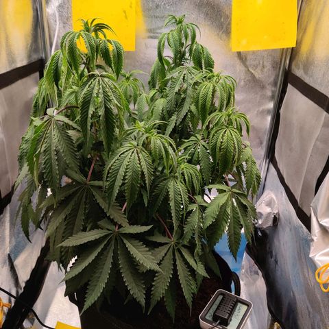 Pineapple kush  growlog timeline photo
