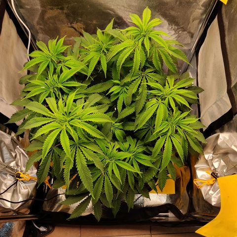Pineapple kush  growlog timeline photo