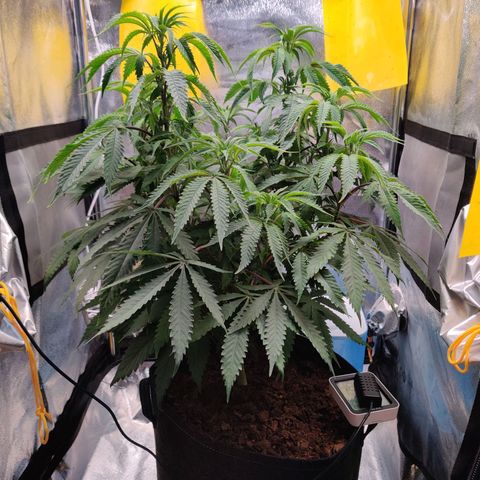 Pineapple kush  growlog timeline photo