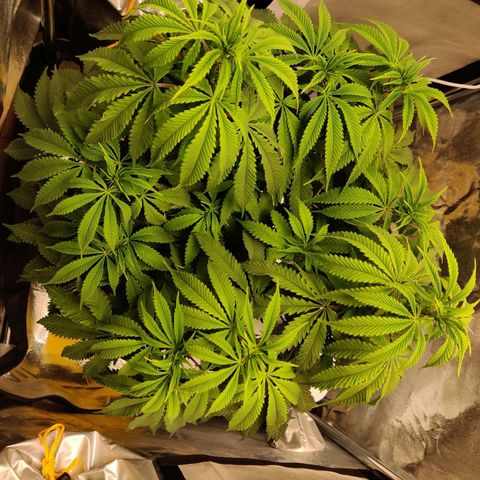 Pineapple kush  growlog timeline photo
