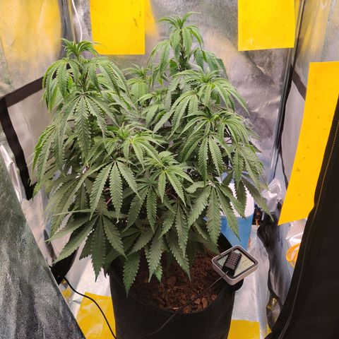 Pineapple kush  growlog timeline photo