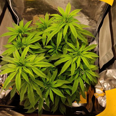 Pineapple kush  growlog timeline photo
