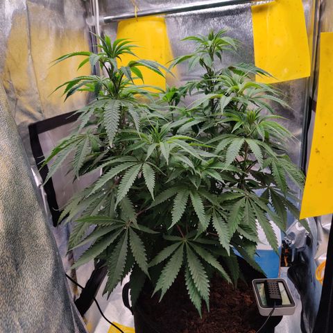 Pineapple kush  growlog timeline photo