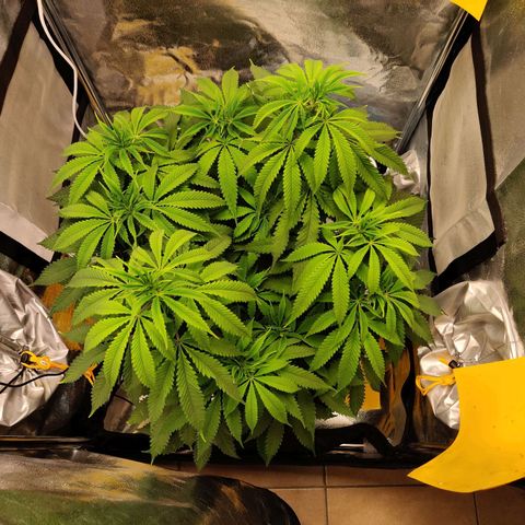 Pineapple kush  growlog timeline photo