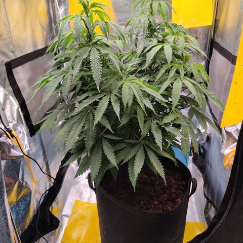 Pineapple kush  growlog timeline photo