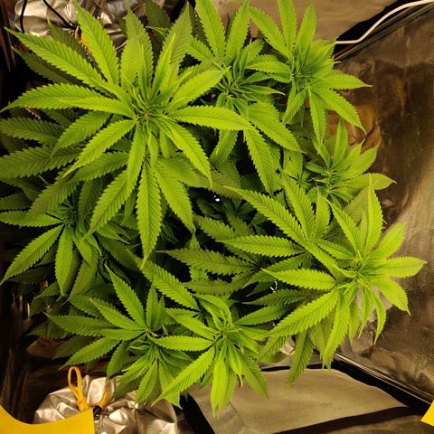 Pineapple kush  growlog timeline photo