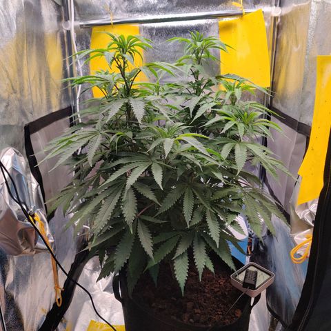 Pineapple kush  growlog timeline photo