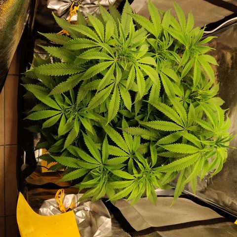 Pineapple kush  growlog timeline photo