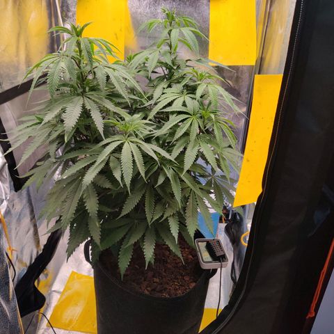 Pineapple kush  growlog timeline photo