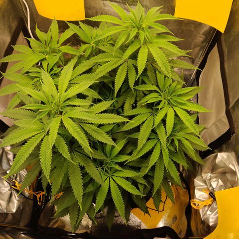 Pineapple kush  growlog timeline photo