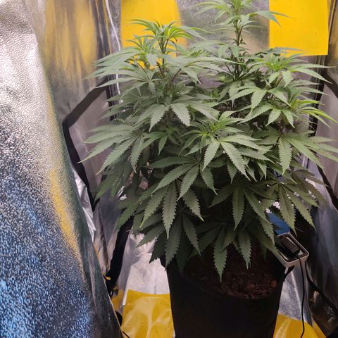 Pineapple kush  growlog timeline photo
