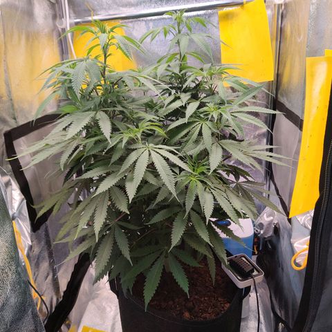 Pineapple kush  growlog timeline photo