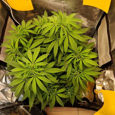 Pineapple kush  growlog timeline photo