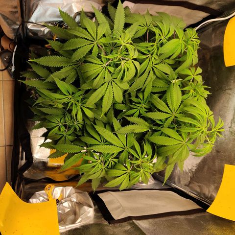 Pineapple kush  growlog timeline photo