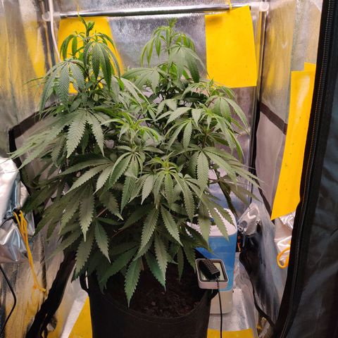 Pineapple kush  growlog timeline photo